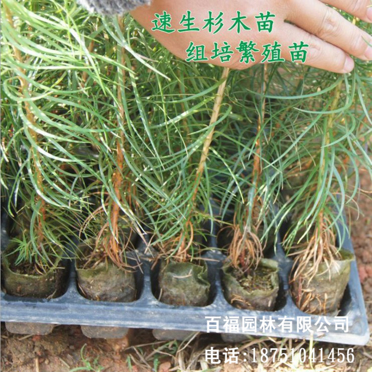 基地批发造林苗杉木苗速生杉树苗产地优惠价格 批发刺杉造林树苗-阿里巴巴