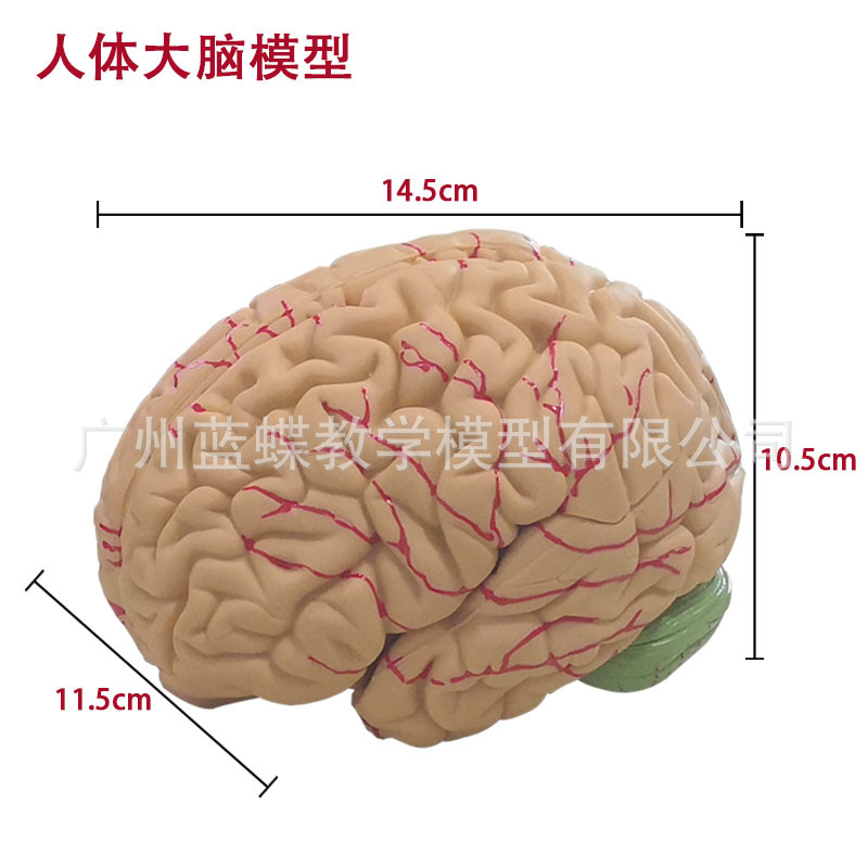 脑解剖模型 脑标本 仿真教学人体大脑模型 脑模型 可拆分为8片-阿里巴巴