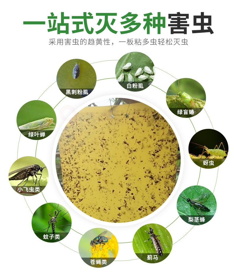 双面粘虫板详情_02.jpg