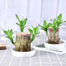 巴西木 格鲁特木办公室水培水养绿植摆地摊盆栽