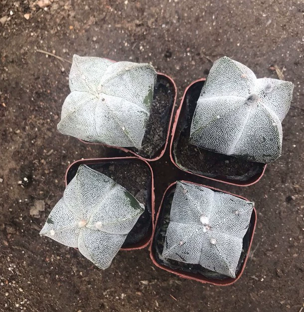 Четыре угла Luan Fengyu Четыре угла серебряного песка Luan Fengyu Real Pat 3-4 см корневое мясистое растение