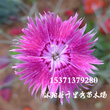 ���l����ʯ��N����ʯ�����^��ֲ��ر������ݻ������·N�|���r��