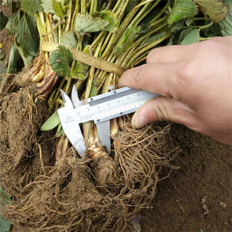 苗圃奶油草莓品种好 保鲜邮寄 基地直销奶油草莓