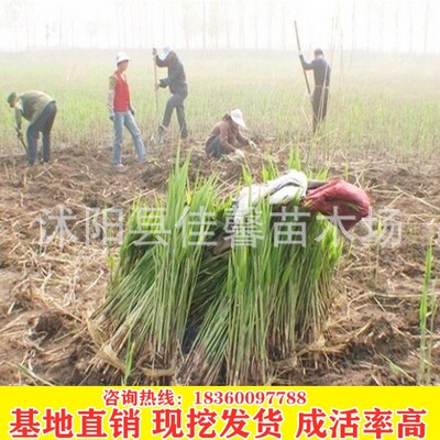 芦苇苗批发 水生芦苇 水体绿化 水生植物 绿化苗基地育苗水体绿化