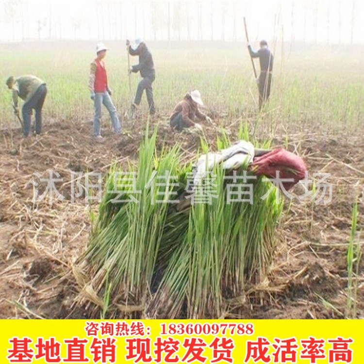芦苇苗批发 水生芦苇 水体绿化 水生植物 绿化苗基地育苗水体绿化