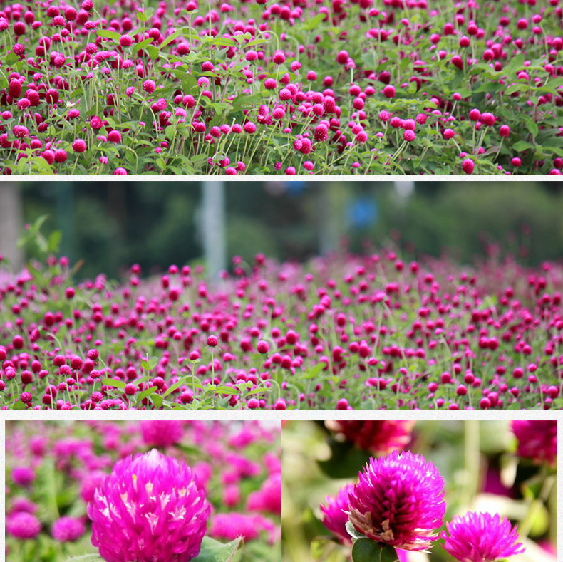 Dried Globe Amaranth Flower Tea Qian Ri Hong Loose Herbal Tea 500g Bulk Yunnan in use
