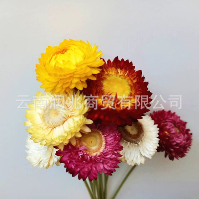 Straw Ju natural Dried flowers wholesale Colorful chrysanthemum Home Furnishing a decoration decorate flower arrangement Chrysanthemum photograph prop Daisy