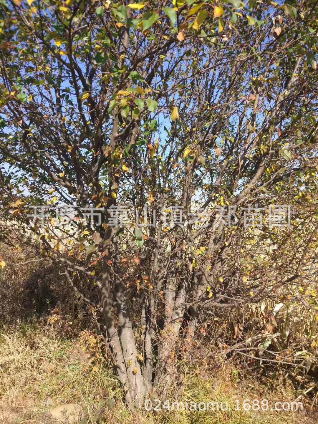 山丁子树果实图片大全,山丁子树别名叫什么,山丁子树_大山谷图库