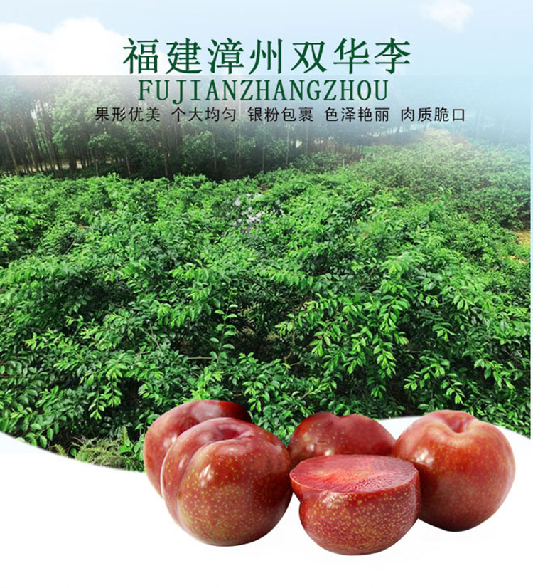 新鲜双华李红心李酸甜脆当季新鲜水果5斤装|ms