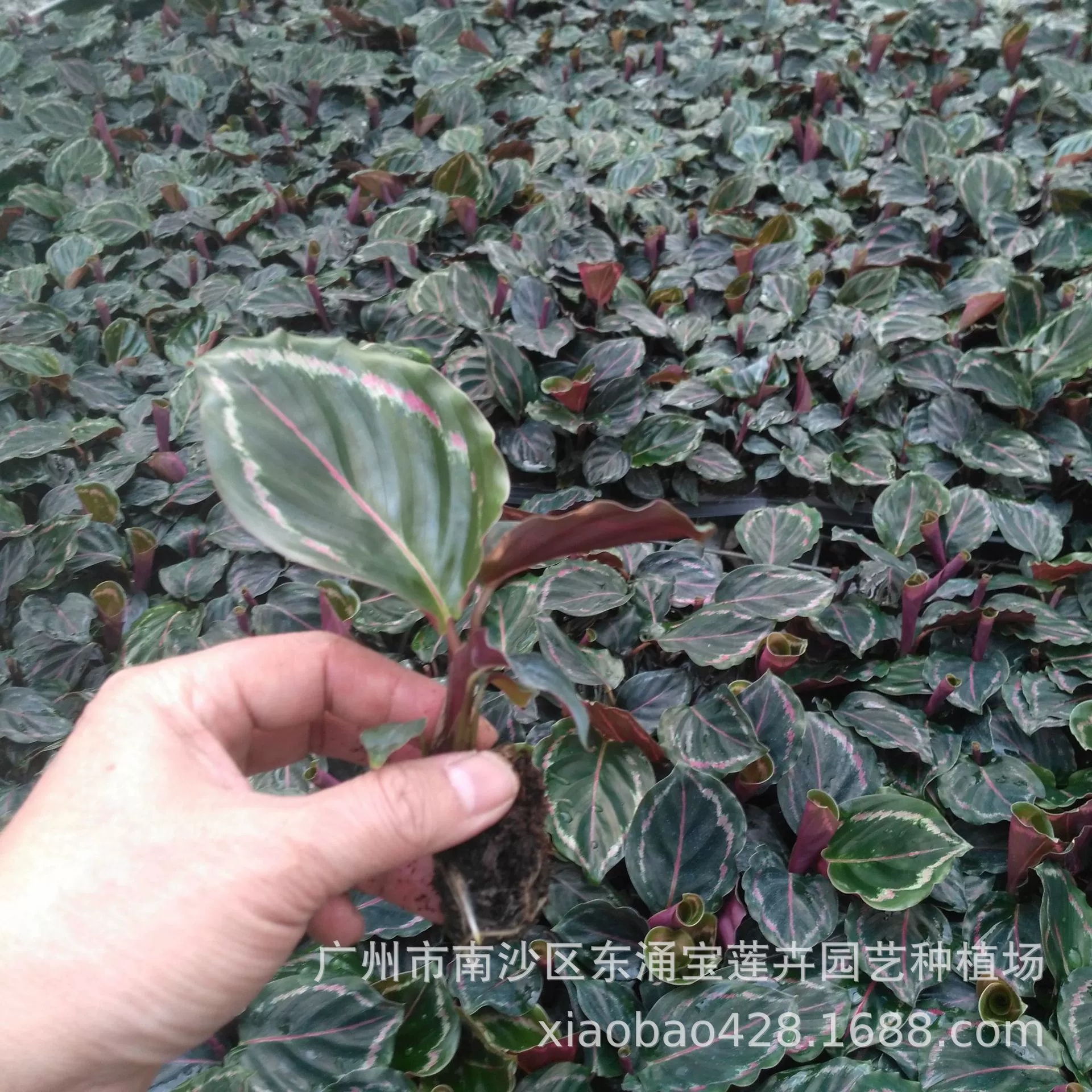 Источник фабрика Садоводство цветы в горшках Оптовая Офисная домашняя Зеленая Сетка для растений Красная Красивая Маранта для культуры ткани саженцы