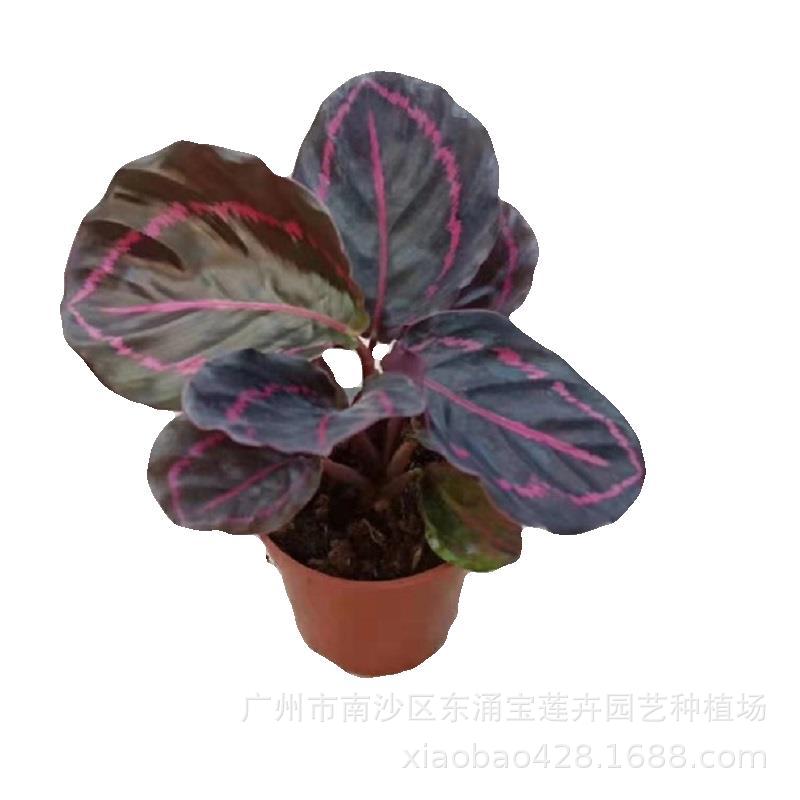 20200409093551935783