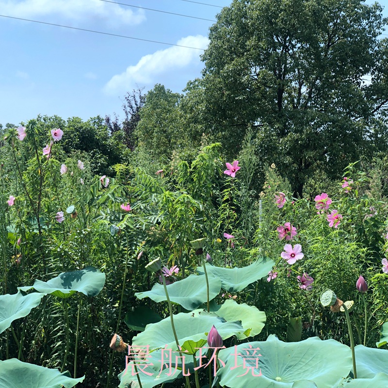 慈姑 慈姑价格 最新慈姑批发报价 种苗花卉网