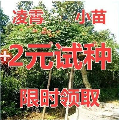 Американский кемпсис Рассада Lingxiao Большая рассада Рассада Глициния Рассада в этом году Цветение Глициния Рассада Балкон Озеленение Восхождение