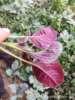 Amaranth seed red round leaf white leaf flower red willow leaf white willow leaf with green border manufacturer street direct sales with green edge