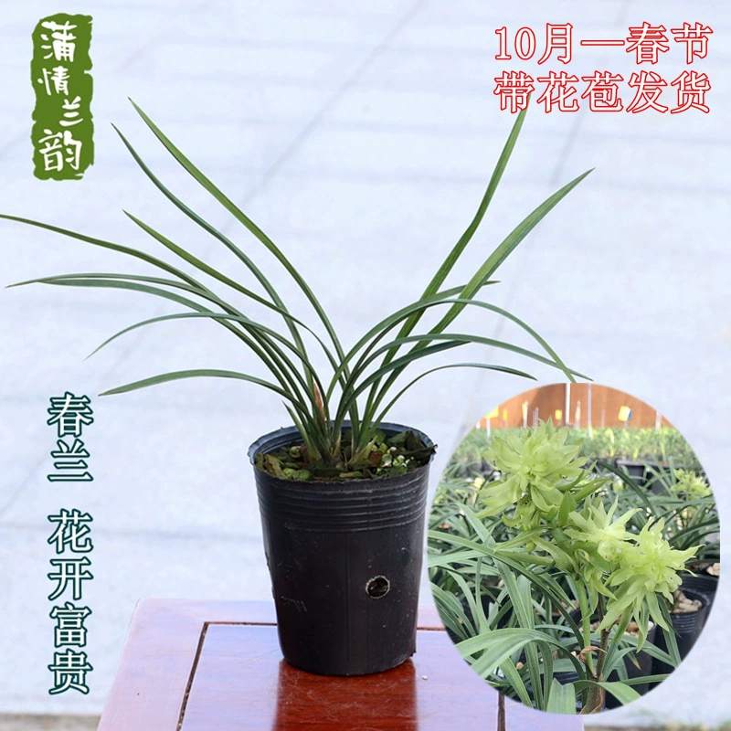 Весенний цветок орхидеи Орхидея Рассада Цветут зимой и весной с цветочными бутонами Хороший рост Комнатные цветы Зеленые растения Комнатные растения