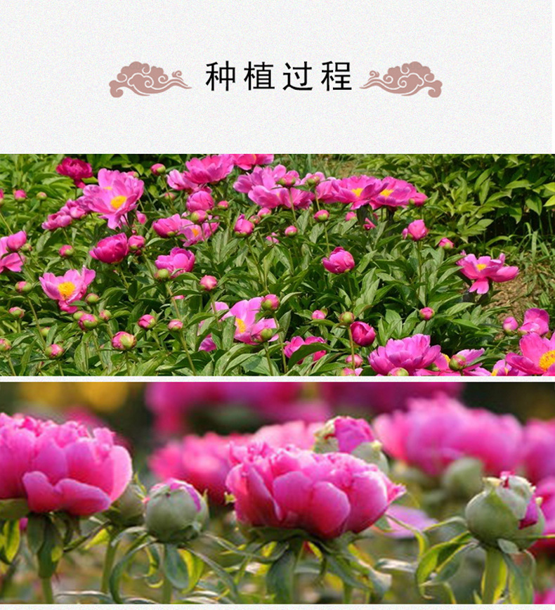 Dried Peony Flower Balls Mu Dan 500g Herbal Tea Bulk Wholesale specifications