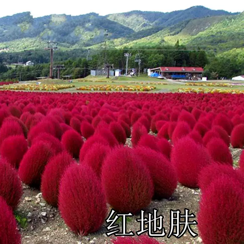 Семена Красной кожи красный веник Павлин сосна пшеницы цвет одеяло зеленая кожа зеленые семена подсолнечника легко жить