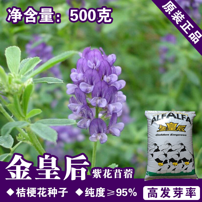 紫花苜蓿草种子苜蓿籽苜蓿种子桔梗花种子蔬菜种子批发菜种菜籽种 阿里巴巴