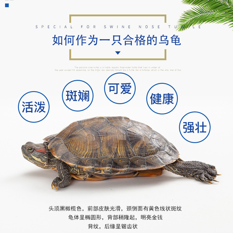 活体乌龟大小宠物巴西黄金龟宠物龟巴西龟外塘活物红耳龟厂家批发|ms