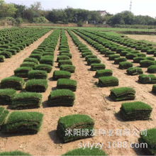 草坪种子草籽庭院绿化护坡固土马尼拉草皮狗牙根黑麦草种四季常青