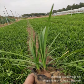宿根花卉;一二年生花卉;灌木