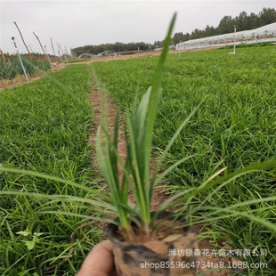 Qingzhou Ophiopogon Japonicus, Yulong Grass, Evergreen Courtyard House Ground Cover Plant Greening, Seedlings, Phnom Penh Cold-Resistant Lawn