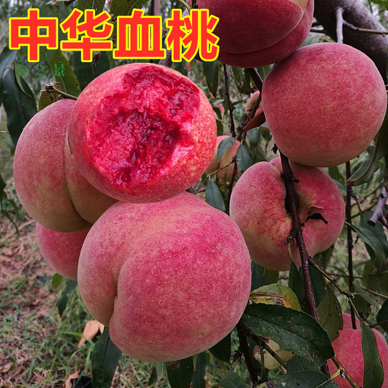 血桃树嫁接苗特大早熟水蜜桃冬桃晚熟南北方种植桃树果苗当年结果