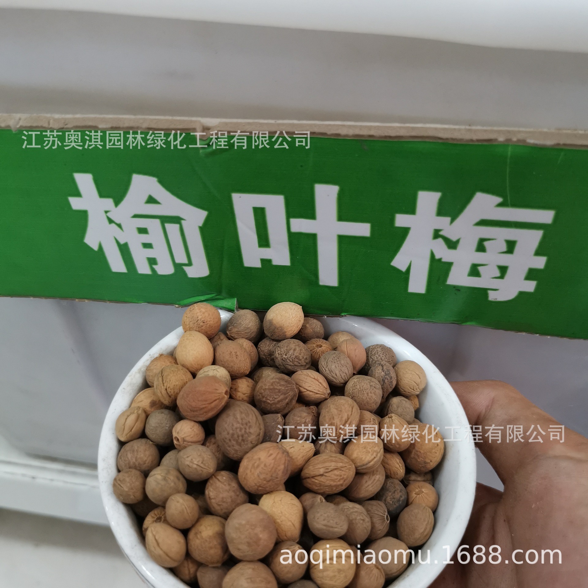 新采榆葉梅種子 大紅花 重瓣梅花樹榆梅小桃紅種籽榆葉鸾枝樹種子