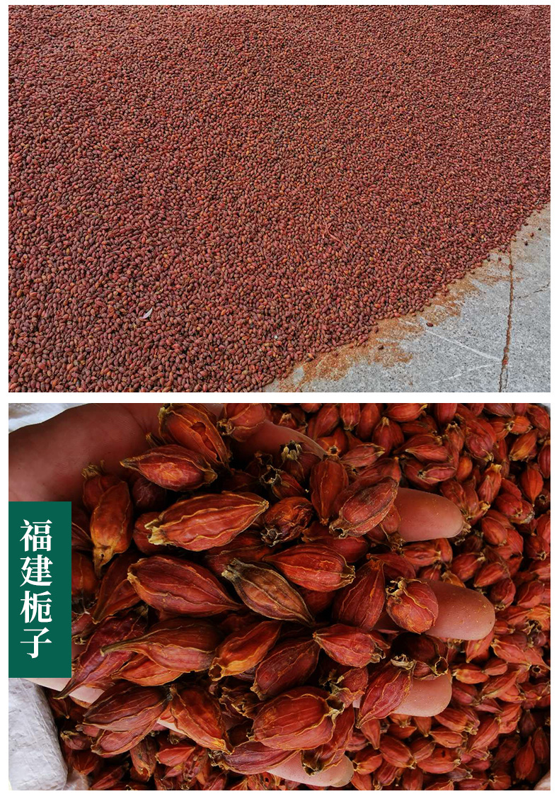 Gardenia Fruit Zhi Zi 500g Dried Fructus Gardeniae Herbal Decoction Pieces quality and texture