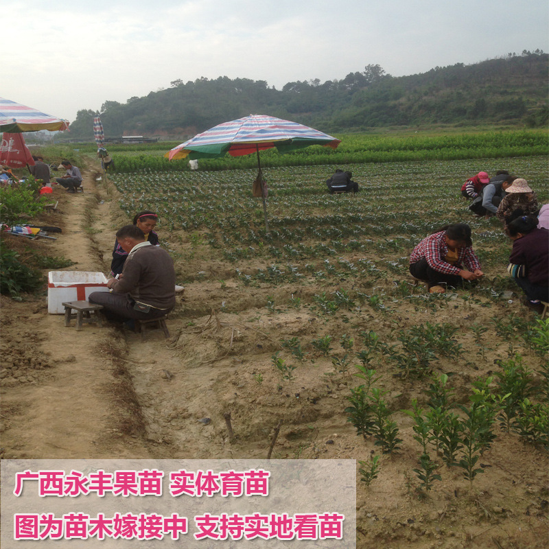 Wo оранжевый 888