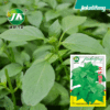 Large -leaf nepeo seeds Henan vanilla sowing vegetable seed seed seed seed seed nine -layer tower pot planting pastoral coriander seed seeds