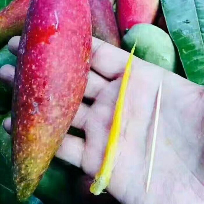 海南三亚辣椒芒5斤装35-45颗pk贵妃芒  金煌芒越南青芒果新鲜采摘|ru