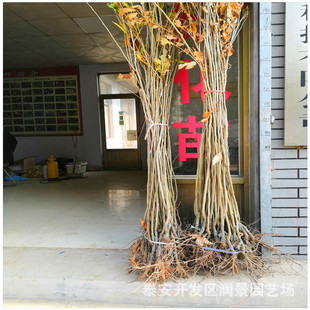 1.5���ְ����������l ����޽Ӱ�������r�� ɽ�|������Nֲ