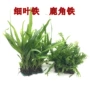 细叶观赏水族活体水草