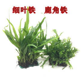 鹿角铁 细叶铁皇冠水草 鱼缸造景装饰水族真水草观赏水草活体批发