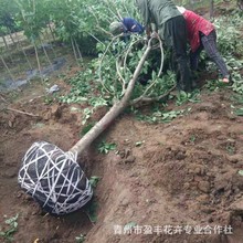 基地生产樱花树庭院地栽绿化工程行道树早樱晚樱绿化好成活树木