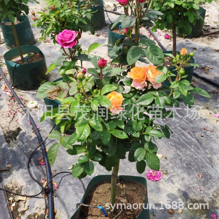 2厘米粗左右多色月季06JPG