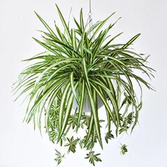 卸売りシミュレーション5叉金辺布吊蘭植物壁配材は、偽花の装飾品を模倣した花を飾る