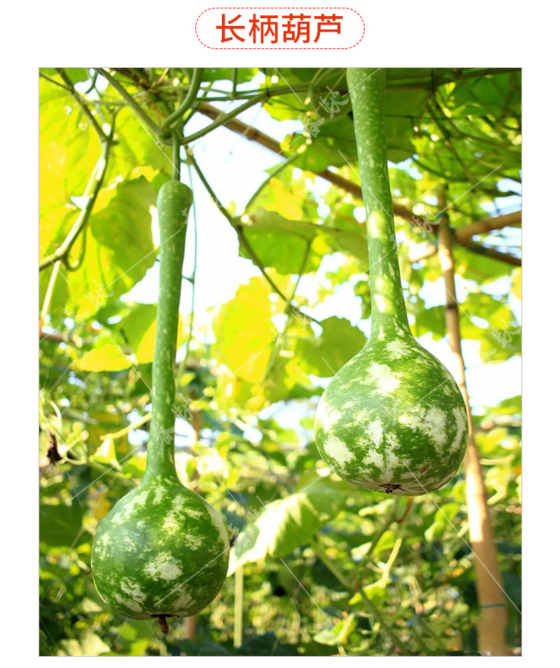 特色葫芦-详情页-800_21.jpg