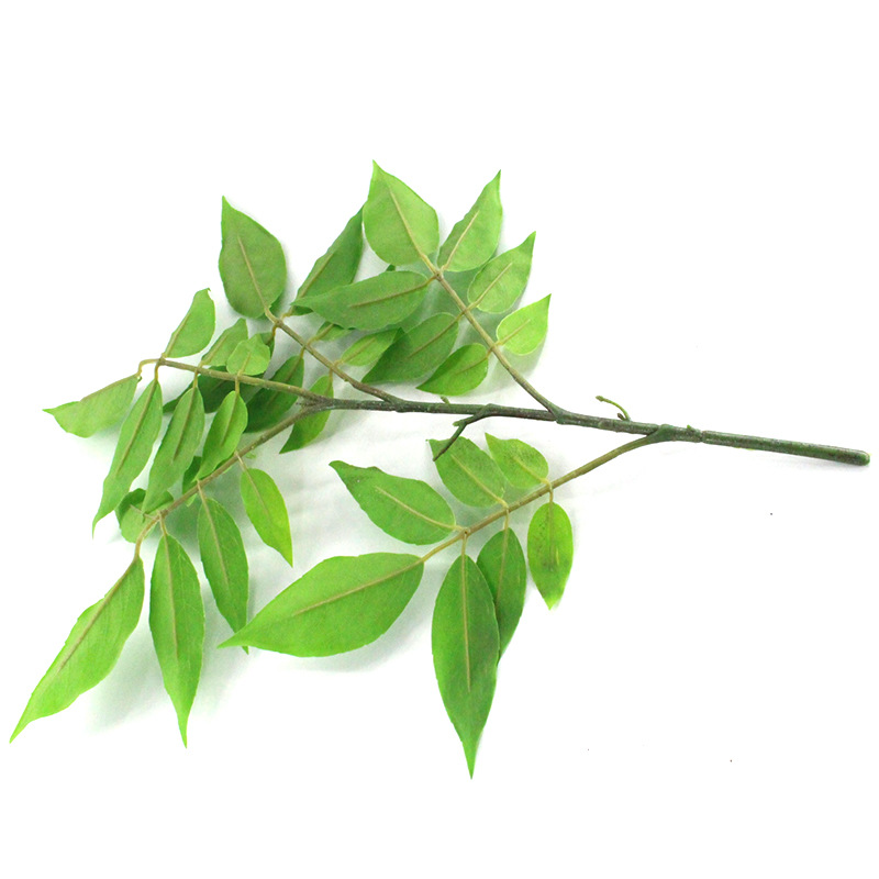 XRB-269 红枝柴五叉平面枝 (2).jpg