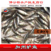 2021 high quality Freshwater bass Largemouth Bass Fry micropterus salmoides wholesale 1~6 centimeter