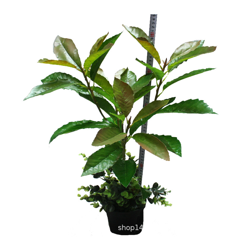 XRB-148 夏栎5叉枝.jpg