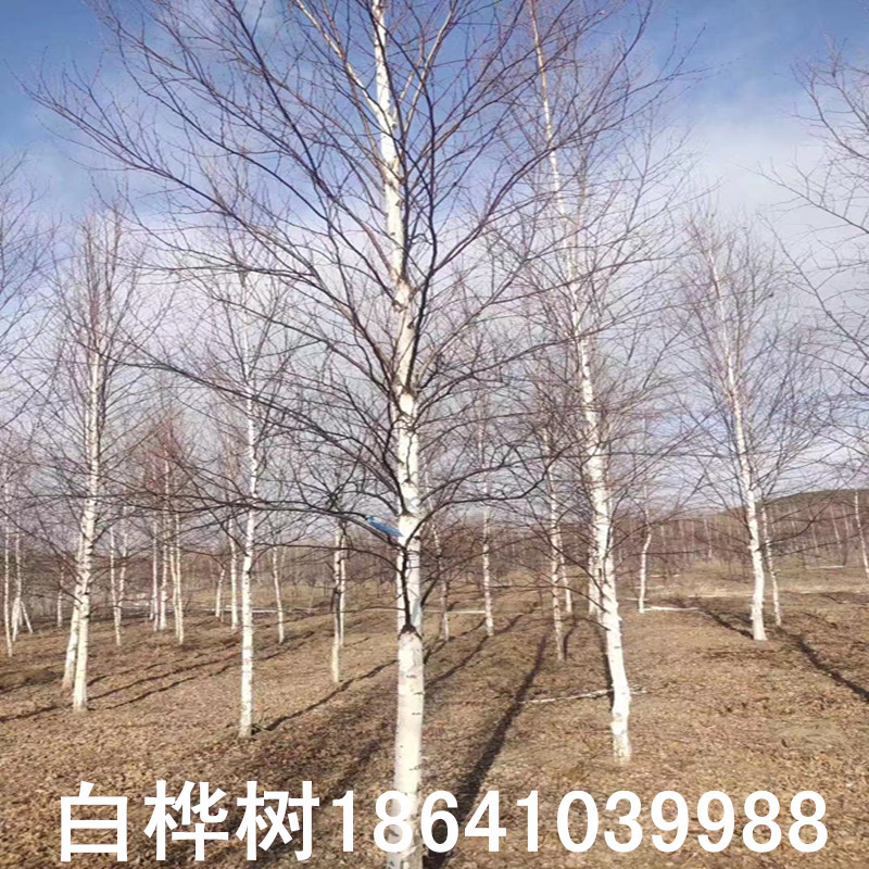 辽宁白桦树苗 丛生白桦大树 独杆白桦价格优惠 树型优美 规格齐全-阿里巴巴