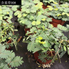 The base batch mimosa small potted Guangzhou flower market indoor and outdoor fun ornamental leaves