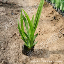 紫花鸢尾 紫花鸢尾品牌 图片 价格 紫花鸢尾批发 阿里巴巴