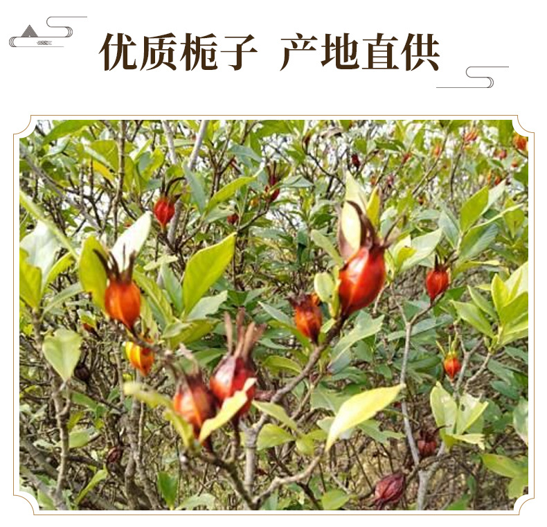 Gardenia Fruit Zhi Zi 500g Dried Fructus Gardeniae Herbal Decoction Pieces key features