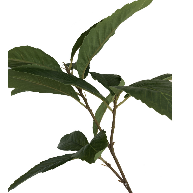 XRG-039 枇杷3叉枝叶15叶0.55米4.jpg