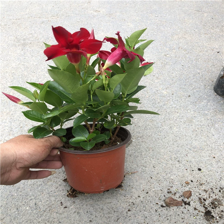 Фуцзянь цветок Крытый горшок четыре сезона цветение Многолетние растения лианы Shuangxi лоза ароматная лоза