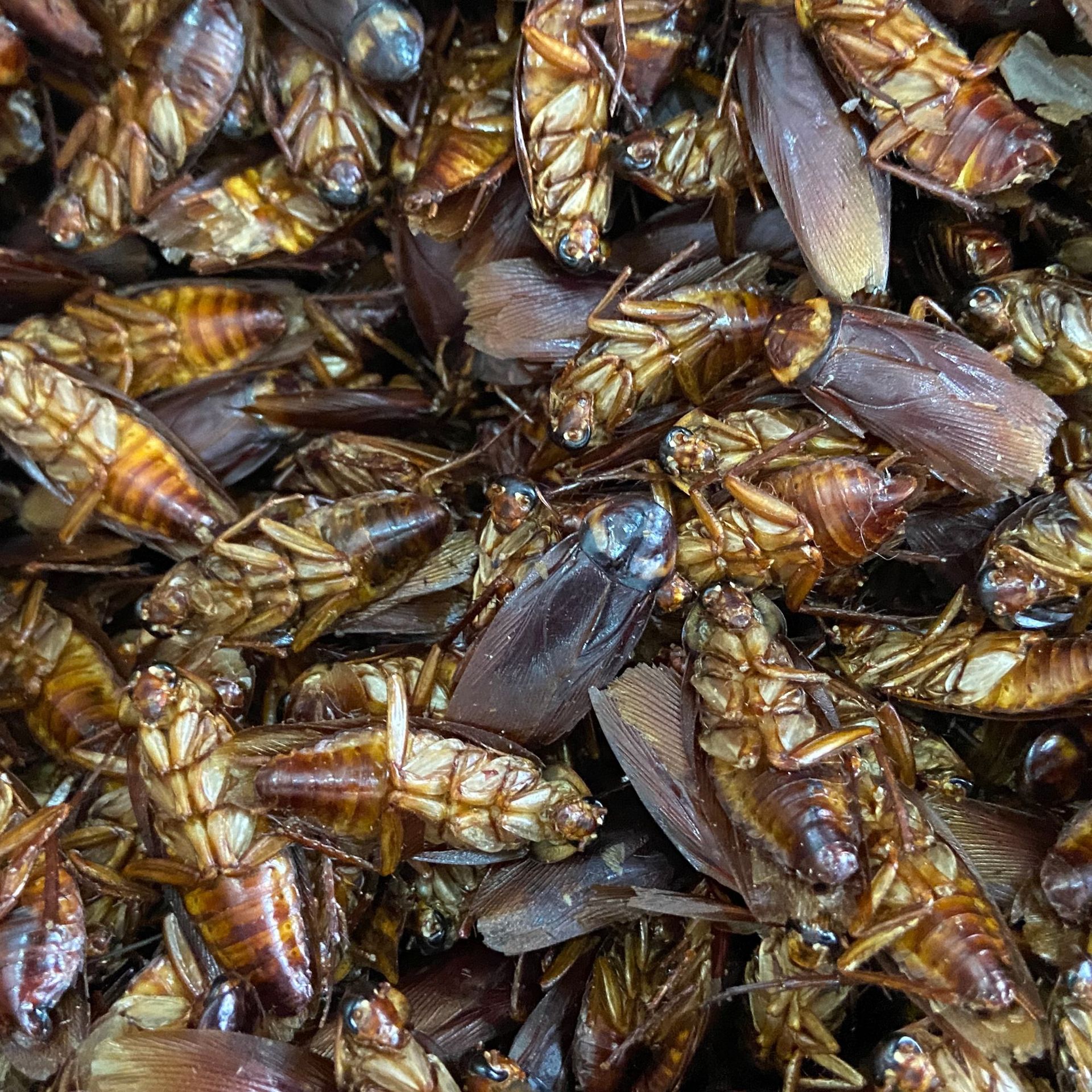 Dried Cockroach Whole Insect Yan Lang 500g Traditional Chinese Herbal Material Sun Dried specifications