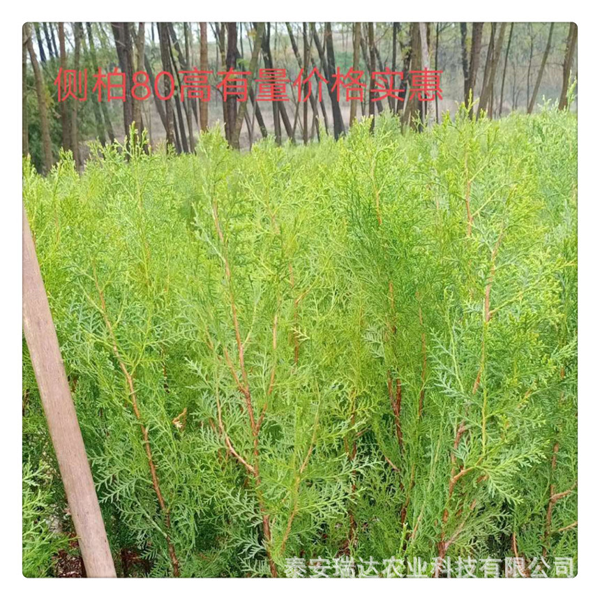 雨季造林用侧柏  荒山绿化用苗  各种规格侧柏苗 苗圃销售侧柏苗